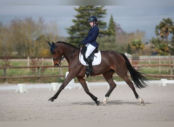 Selle Francais, Wallach, 10 Jahre, 170 cm, Schwarzbrauner