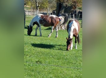Selle Francais, Wallach, 11 Jahre, 158 cm, Tobiano-alle-Farben