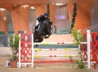 Selle Francais, Wallach, 11 Jahre, 163 cm, Rappe