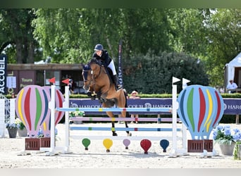 Selle Francais, Wallach, 11 Jahre, 164 cm, Brauner