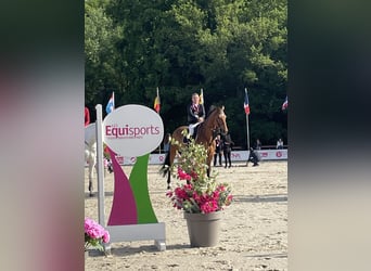 Selle Francais, Wallach, 11 Jahre, 165 cm, Brauner