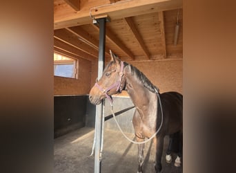 Selle Francais, Wallach, 11 Jahre, 168 cm, Dunkelbrauner