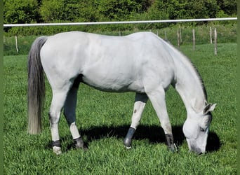 Selle Francais, Wallach, 11 Jahre, 170 cm, White