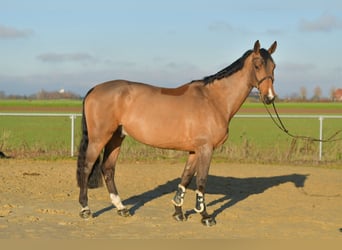 Selle Francais, Wallach, 11 Jahre, 175 cm, Brauner