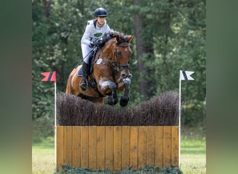 Selle Francais, Wallach, 11 Jahre, 175 cm, Brauner