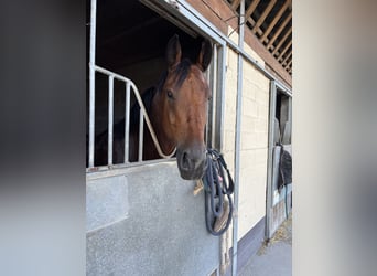 Selle Francais, Wallach, 12 Jahre, 164 cm, Brauner