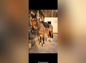 Selle Francais, Wallach, 12 Jahre, 165 cm, Brauner