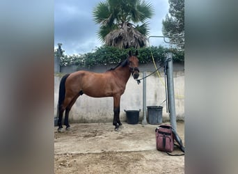 Selle Francais, Wallach, 12 Jahre, 165 cm, Brauner