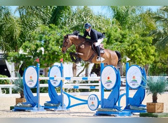 Selle Francais, Wallach, 12 Jahre, 168 cm, Brauner