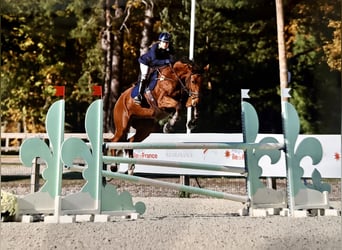 Selle Francais, Wallach, 12 Jahre, 168 cm, Brauner