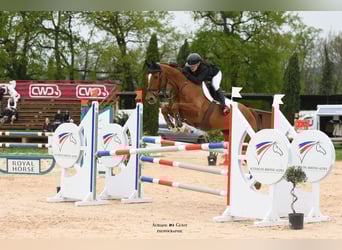 Selle Francais, Wallach, 12 Jahre, 169 cm, Fuchs
