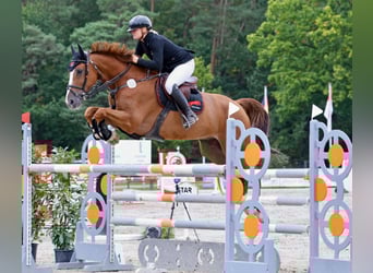 Selle Francais, Wallach, 12 Jahre, 169 cm, Fuchs