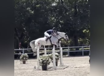 Selle Francais, Wallach, 12 Jahre, 170 cm