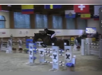 Selle Francais, Wallach, 12 Jahre, 174 cm, Brauner