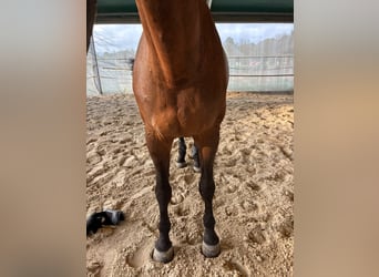 Selle Francais, Wallach, 12 Jahre, 174 cm, Brauner