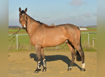 Selle Francais, Wallach, 12 Jahre, 175 cm, Brauner