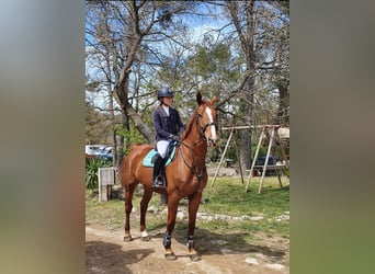 Selle Francais, Wallach, 12 Jahre, 175 cm, Fuchs