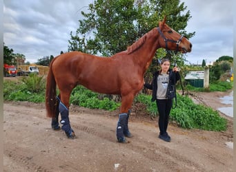 Selle Francais, Wallach, 12 Jahre, 175 cm, Fuchs