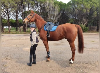 Selle Francais, Wallach, 12 Jahre, 175 cm, Fuchs