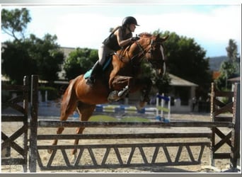 Selle Francais, Wallach, 12 Jahre, 175 cm, Fuchs