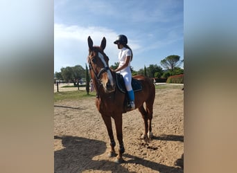 Selle Francais, Wallach, 12 Jahre, 175 cm, Fuchs