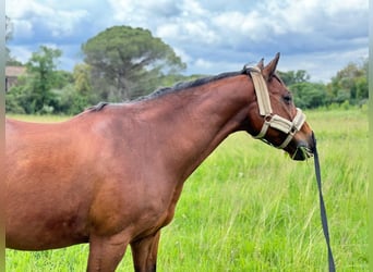 Selle Francais, Wallach, 13 Jahre, 161 cm, Brauner