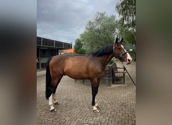 Selle Francais, Wallach, 13 Jahre, 164 cm, Brauner