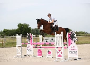 Selle Francais, Wallach, 13 Jahre, 168 cm, Brauner