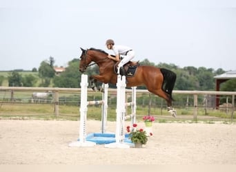 Selle Francais, Wallach, 13 Jahre, 168 cm, Brauner