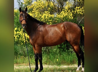 Selle Francais, Wallach, 13 Jahre, 168 cm, Dunkelbrauner