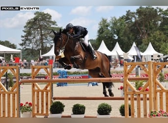 Selle Francais, Wallach, 13 Jahre, 170 cm, Brauner