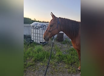 Selle Francais, Wallach, 13 Jahre, 170 cm, Fuchs