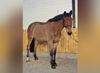 Selle Francais, Wallach, 13 Jahre, 178 cm, Brauner