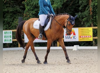 Selle Francais, Wallach, 14 Jahre, 165 cm, Brauner