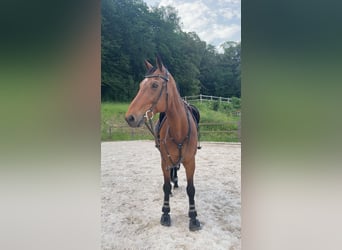 Selle Francais, Wallach, 14 Jahre, 168 cm, Brauner