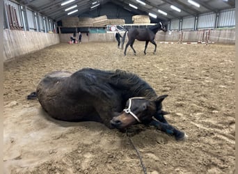 Selle Francais, Wallach, 14 Jahre, 170 cm, Brauner