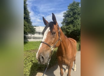 Selle Francais, Wallach, 14 Jahre, 170 cm, Brauner