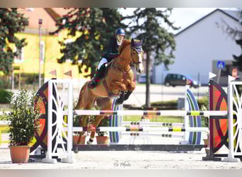 Selle Francais, Wallach, 14 Jahre, 180 cm, Dunkelfuchs
