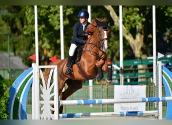 Selle Francais, Wallach, 14 Jahre, 180 cm, Dunkelfuchs