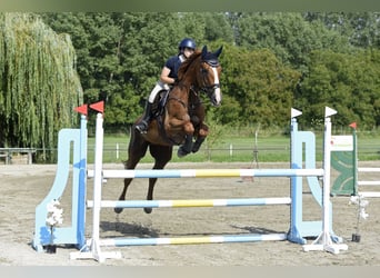 Selle Francais, Wallach, 14 Jahre, 180 cm, Dunkelfuchs