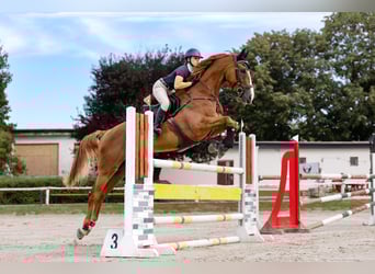 Selle Francais, Wallach, 14 Jahre, 180 cm, Dunkelfuchs