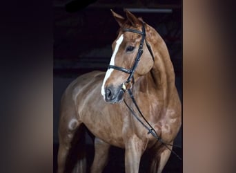 Selle Francais, Wallach, 14 Jahre, 180 cm, Dunkelfuchs