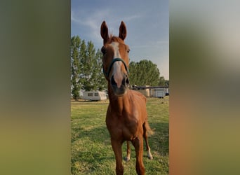 Selle Francais, Wallach, 14 Jahre, 180 cm, Dunkelfuchs