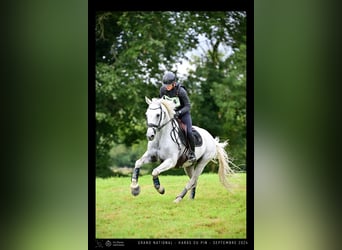 Selle Francais, Wallach, 15 Jahre, 162 cm, Schimmel