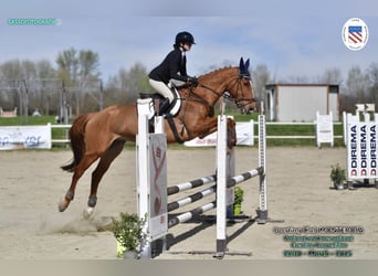 Selle Francais, Wallach, 15 Jahre, 165 cm, Fuchs