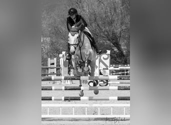 Selle Francais, Wallach, 15 Jahre, 168 cm, Schimmel