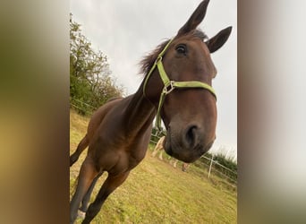 Selle Francais, Wallach, 15 Jahre, 170 cm, Dunkelbrauner