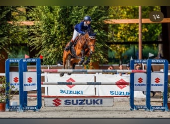 Selle Francais, Wallach, 15 Jahre, 180 cm, Brauner