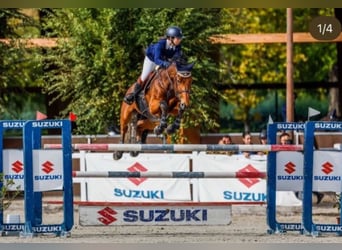 Selle Francais, Wallach, 16 Jahre, 168 cm, Dunkelbrauner