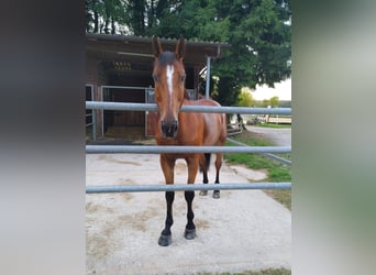 Selle Francais, Wallach, 16 Jahre, 170 cm, Brauner